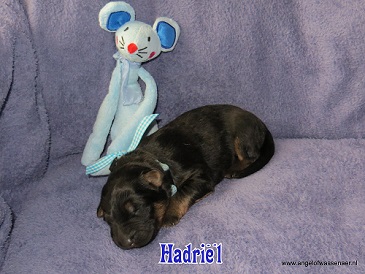 Hadriël, zwart-bruine Oudduitse Herder reu van 1 week oud